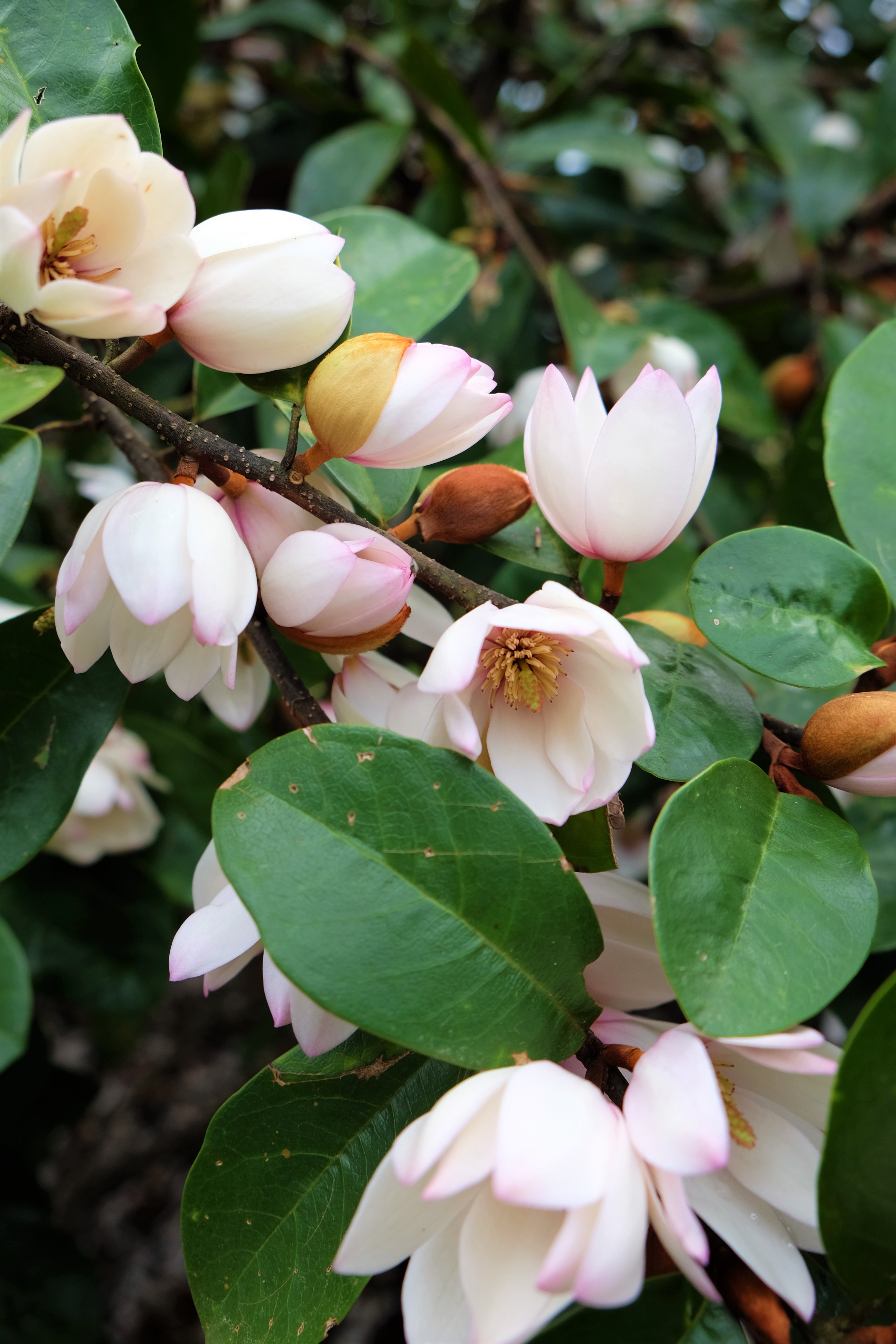 Fairy Blush Magnolia 2JPG
